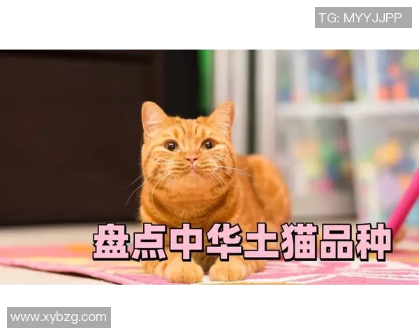土猫比赛可以做什么-土猫比赛可以做什么